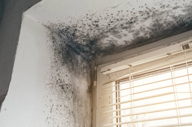 Affordable Mold Removal solutions in Marion, IL